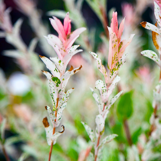Close-up of bright pink and white variegated leaf tips on a Hakuro Nishiki Dappled Willow branch