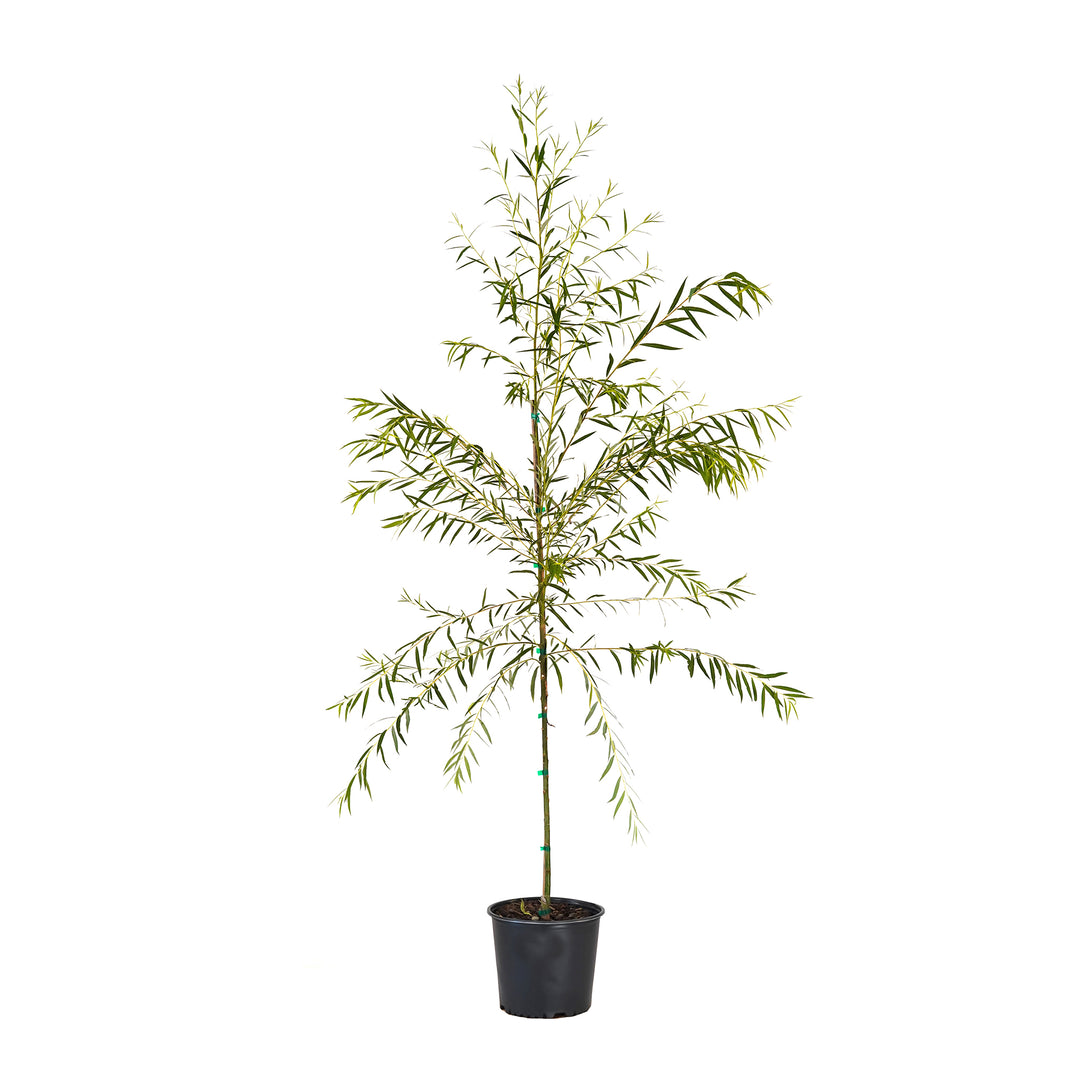 Potted Weeping Willow tree in a black nursery pot