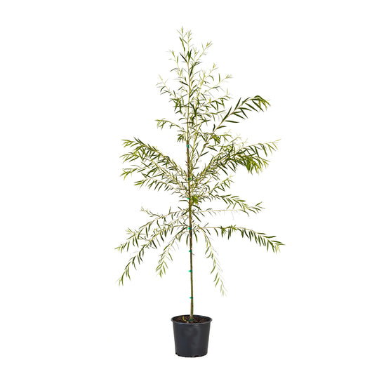 Potted Weeping Willow tree in a black nursery pot