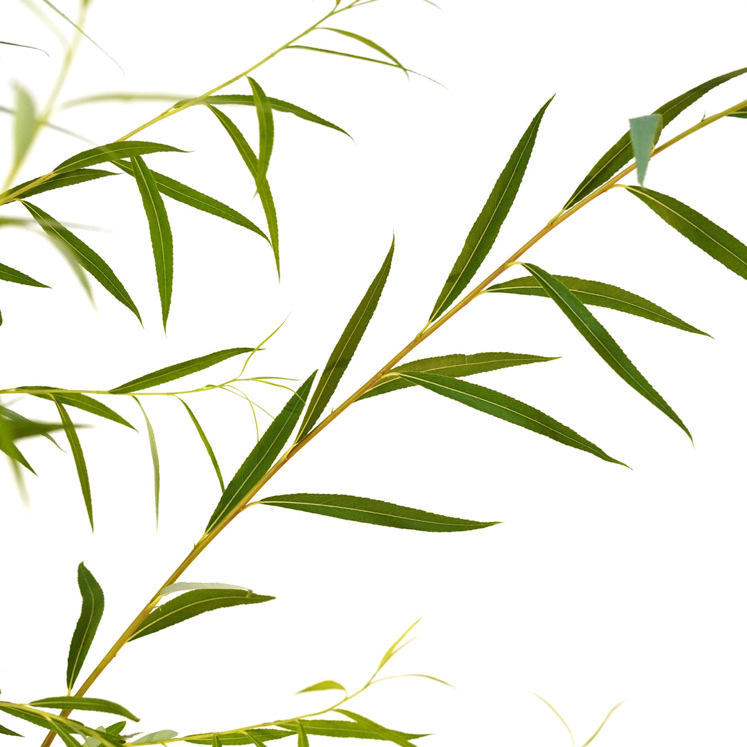 Close-up of cascading green leaves on a Weeping Willow tree branch