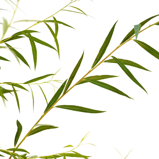 Close-up of cascading green leaves on a Weeping Willow tree branch