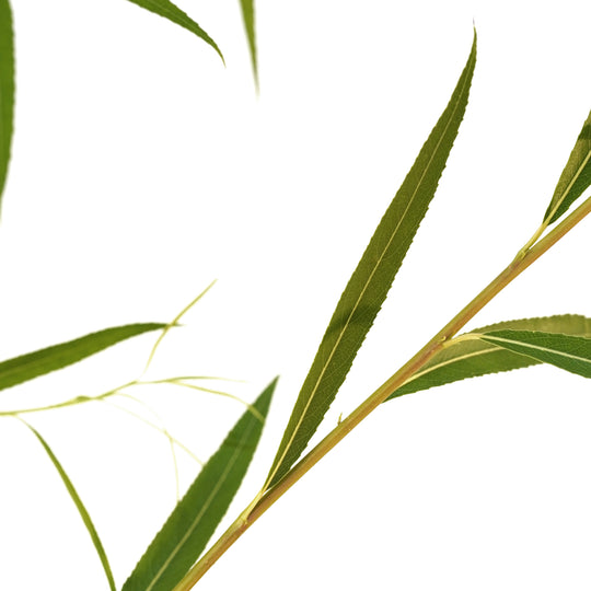 Close-up of fresh lance-shaped green leaves on a Weeping Willow tree branch