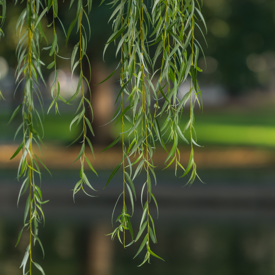 Cascading branches of a Weeping Willow tree hanging over a blurred park background