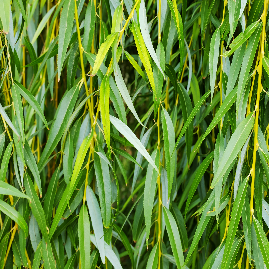 Dense cascading green leaves on weeping willow tree branches
