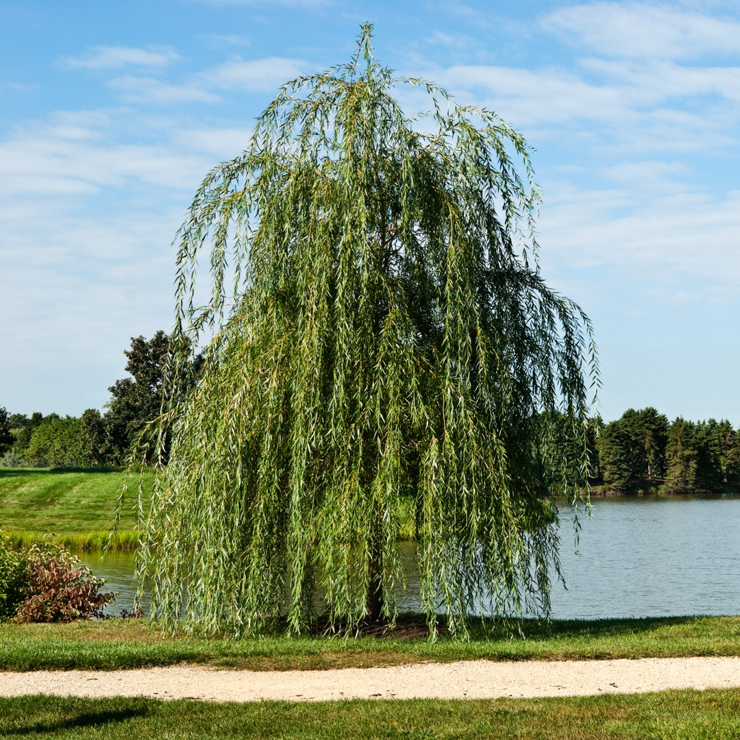 A mature Weeping Willow tree with cascading branches in a park landscape next to a lake