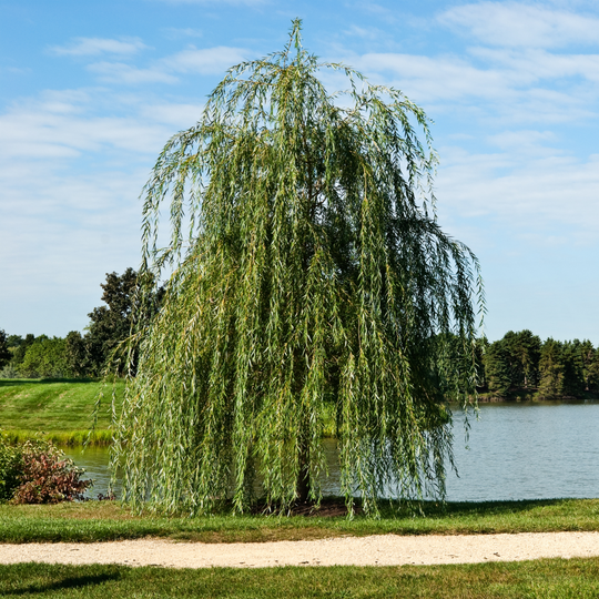 A mature Weeping Willow tree with cascading branches in a park landscape next to a lake
