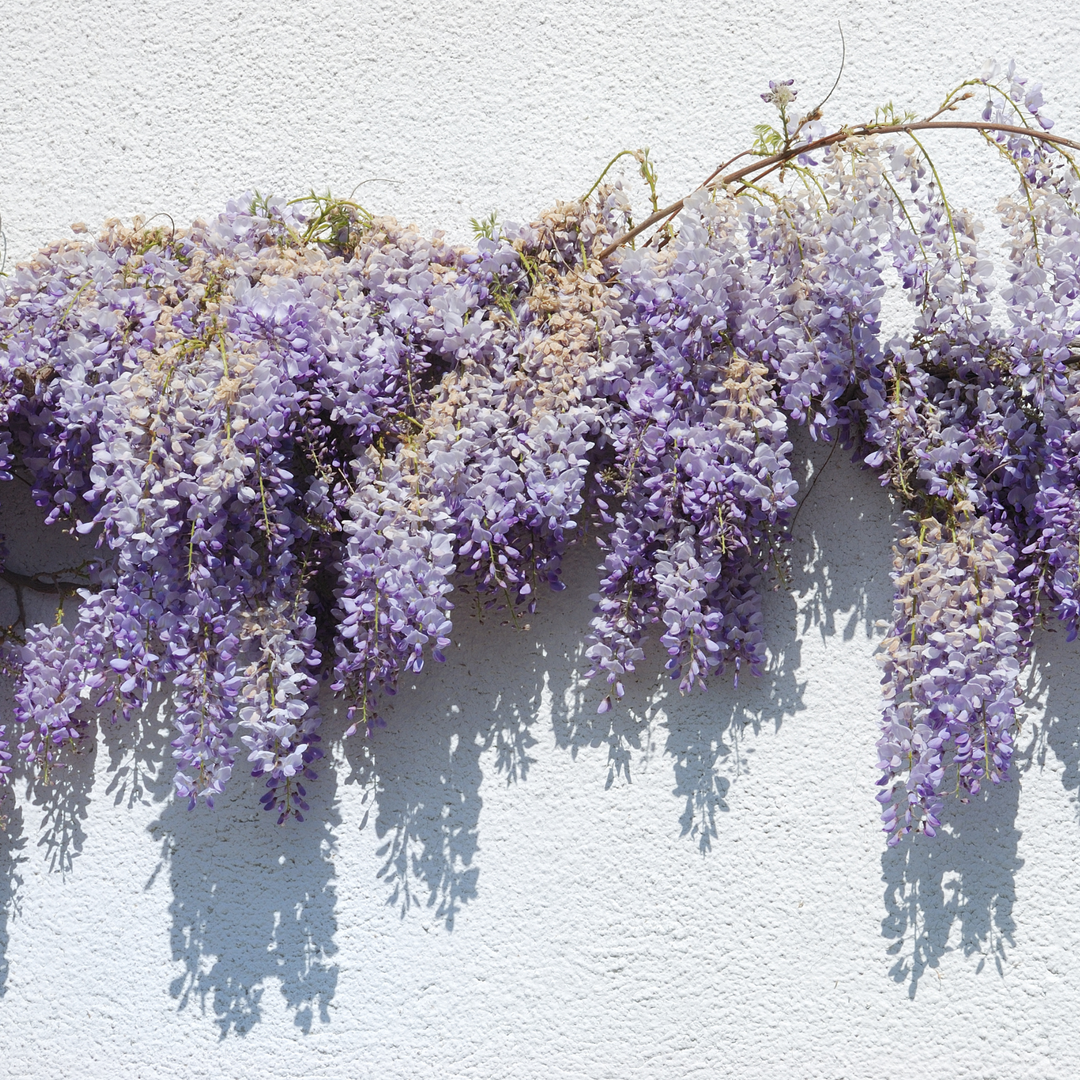 Cascading blue-violet flowers blooming on a Native Blue Wisteria vine against a white wall
