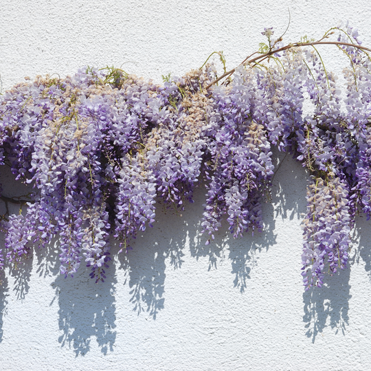 Cascading blue-violet flowers blooming on a Native Blue Wisteria vine against a white wall