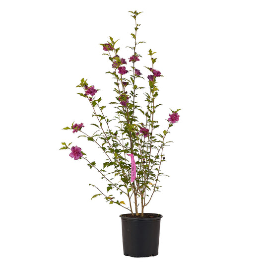 Full view of a container-grown Red althea against a white background