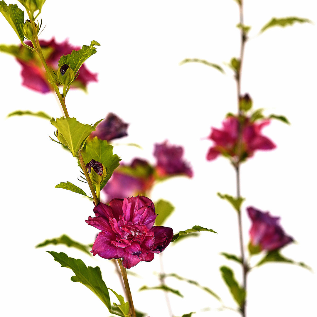 Canopy and branching detail of a container-grown Red althea