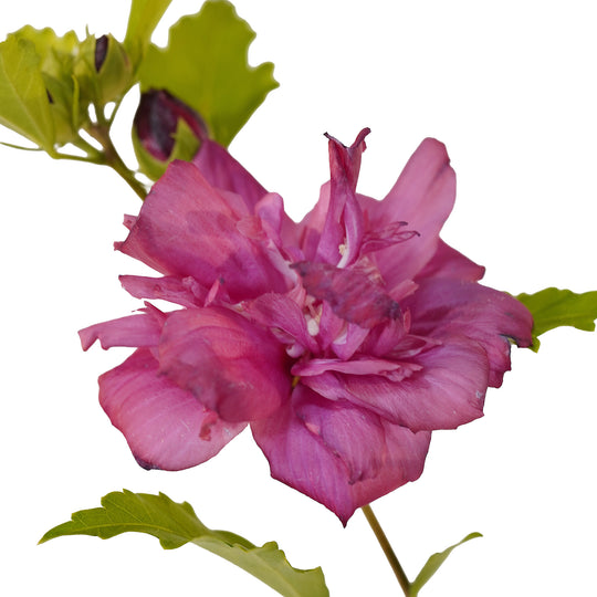 Foliage and branch detail of a container-grown Red althea