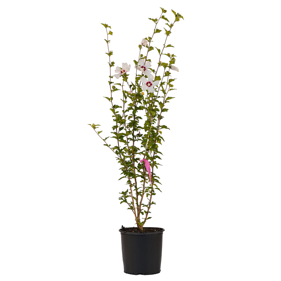 Full view of a container-grown Red Heart althea against a white background