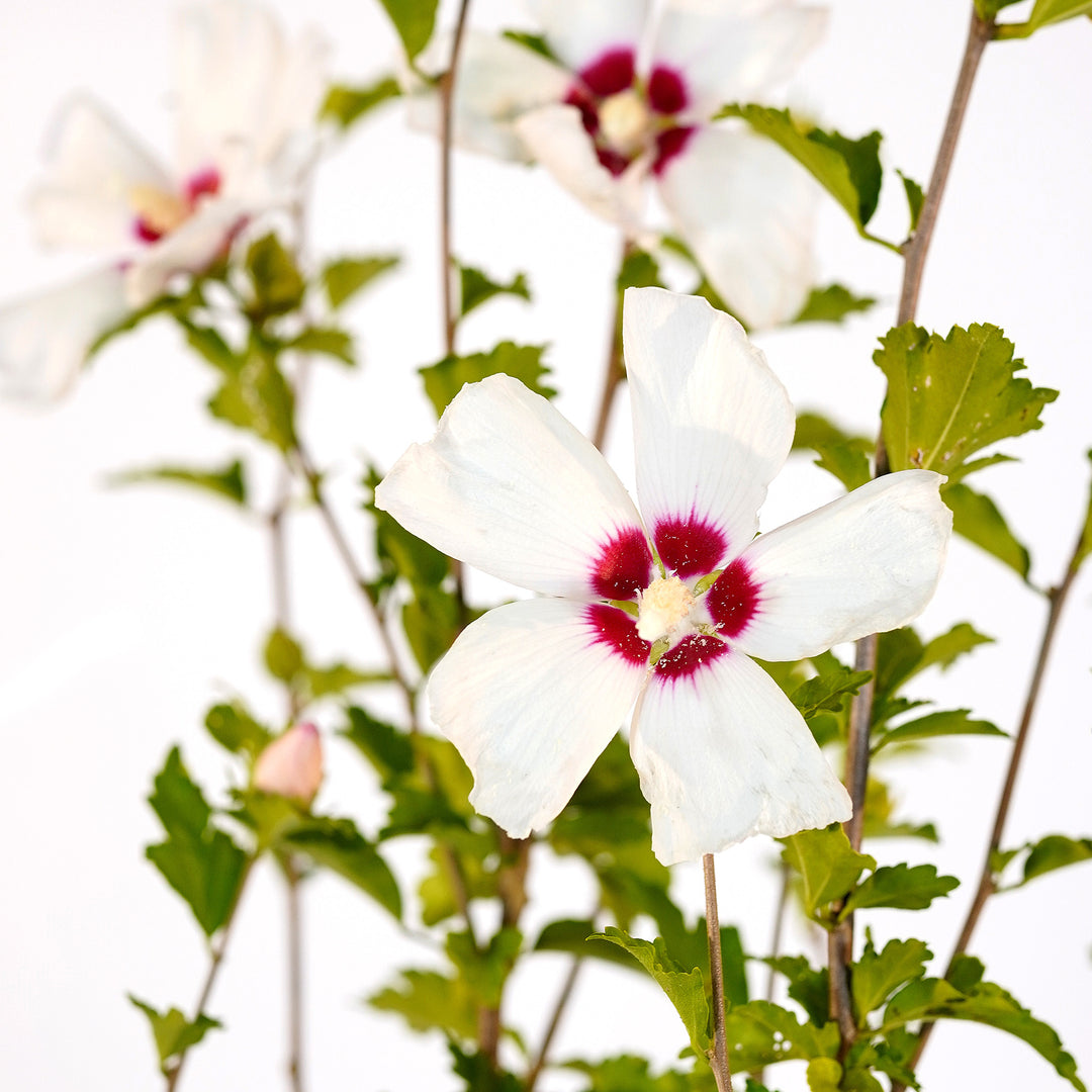 Canopy and branching detail of a container-grown Red Heart althea