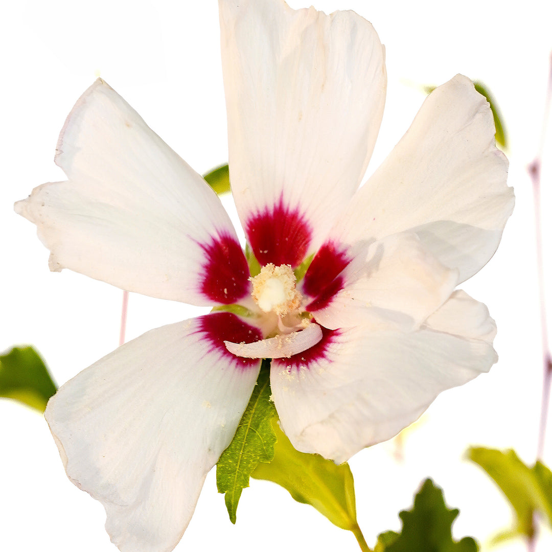 Foliage and branch detail of a container-grown Red Heart althea
