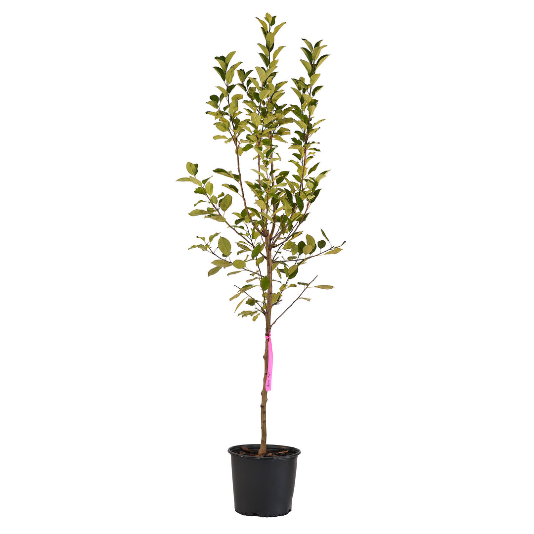 Full view of a container-grown Anna apple against a white background