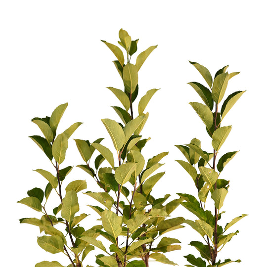 Canopy and branching detail of a container-grown Anna apple