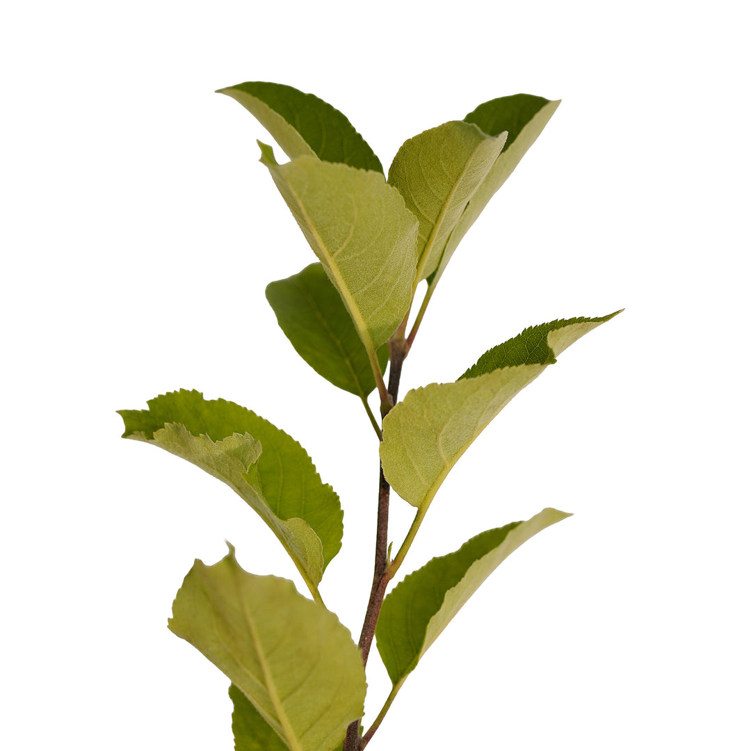 Foliage and branch detail of a container-grown Anna apple