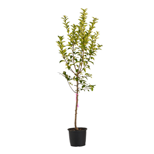 Full view of a container-grown Dorsett Golden apple against a white background