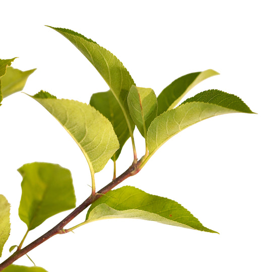 Foliage and branch detail of a container-grown Dorsett Golden apple