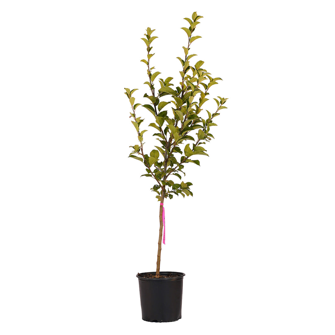 Full view of a container-grown Freedom apple against a white background