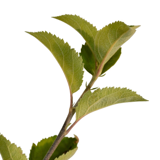 Foliage and branch detail of a container-grown Freedom apple