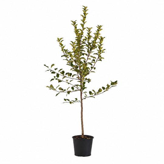 Full view of a container-grown Fuji apple against a white background