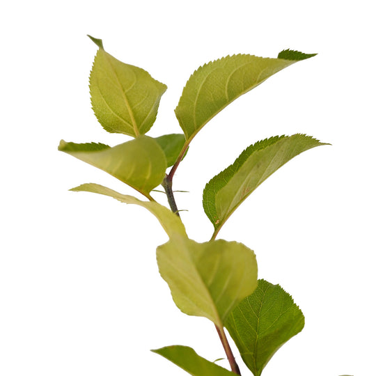 Foliage and branch detail of a container-grown Fuji apple