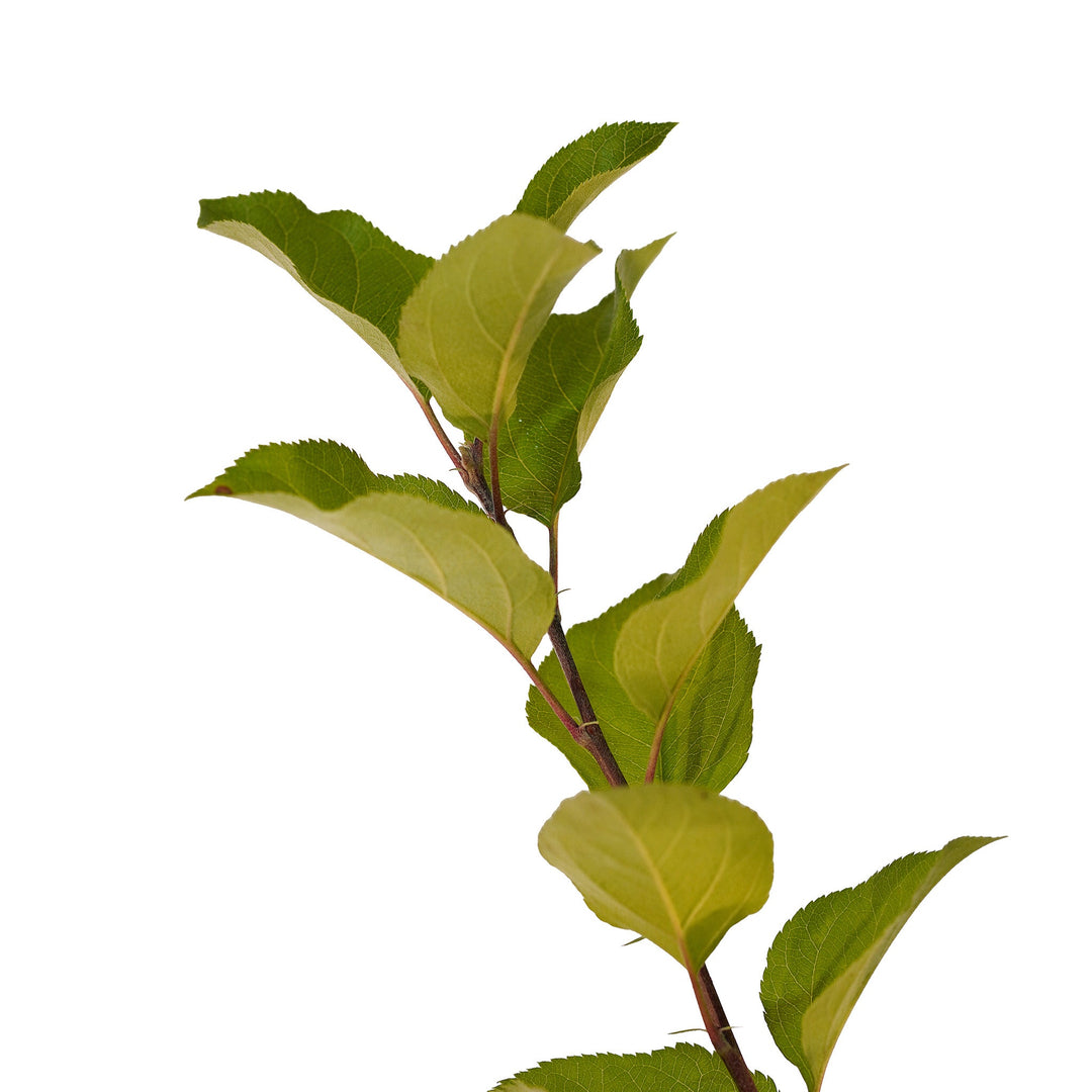 Foliage and branch detail of a container-grown Gala apple