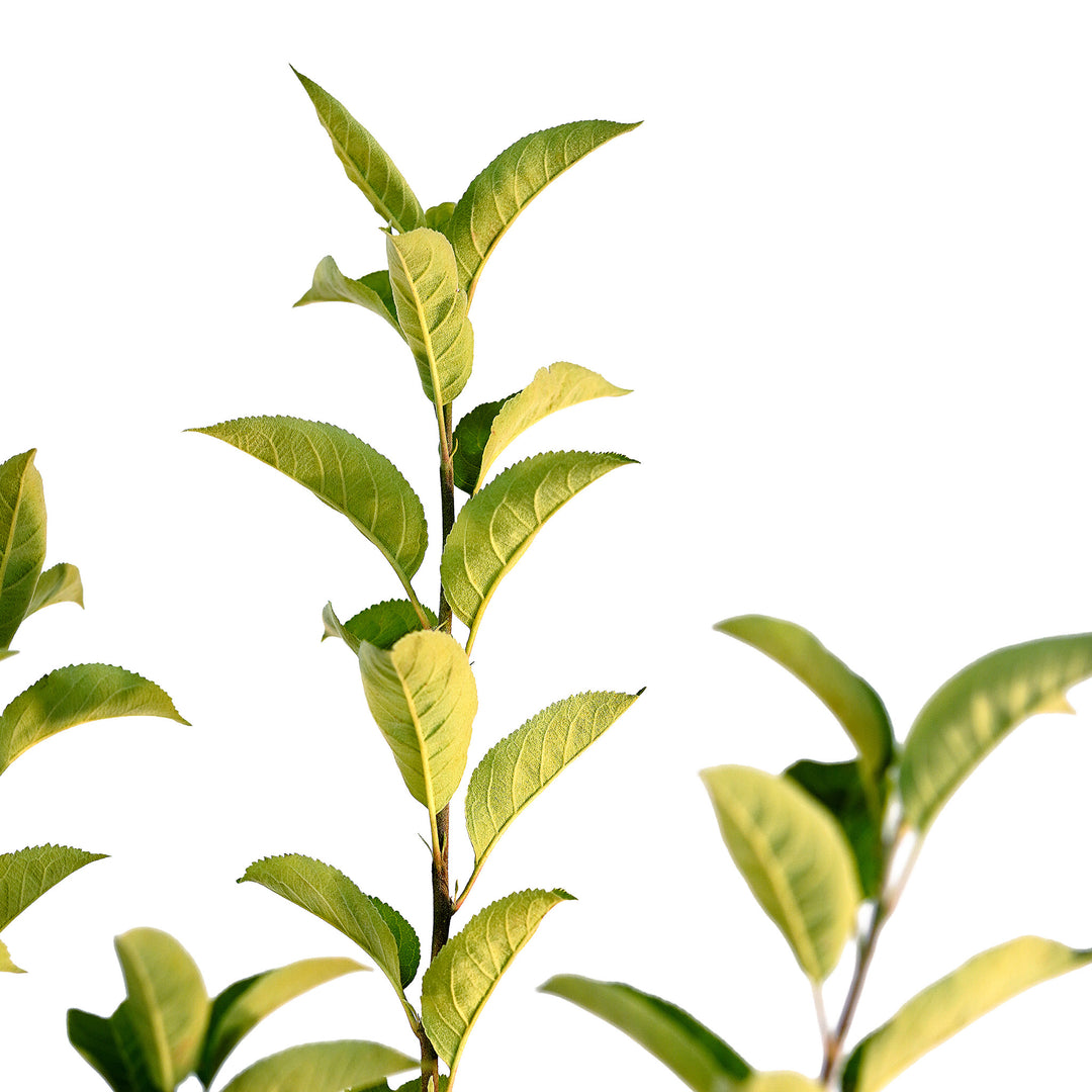 Canopy and branching detail of a container-grown Granny Smith apple