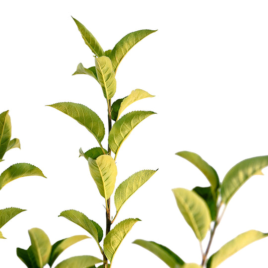 Canopy and branching detail of a container-grown Granny Smith apple
