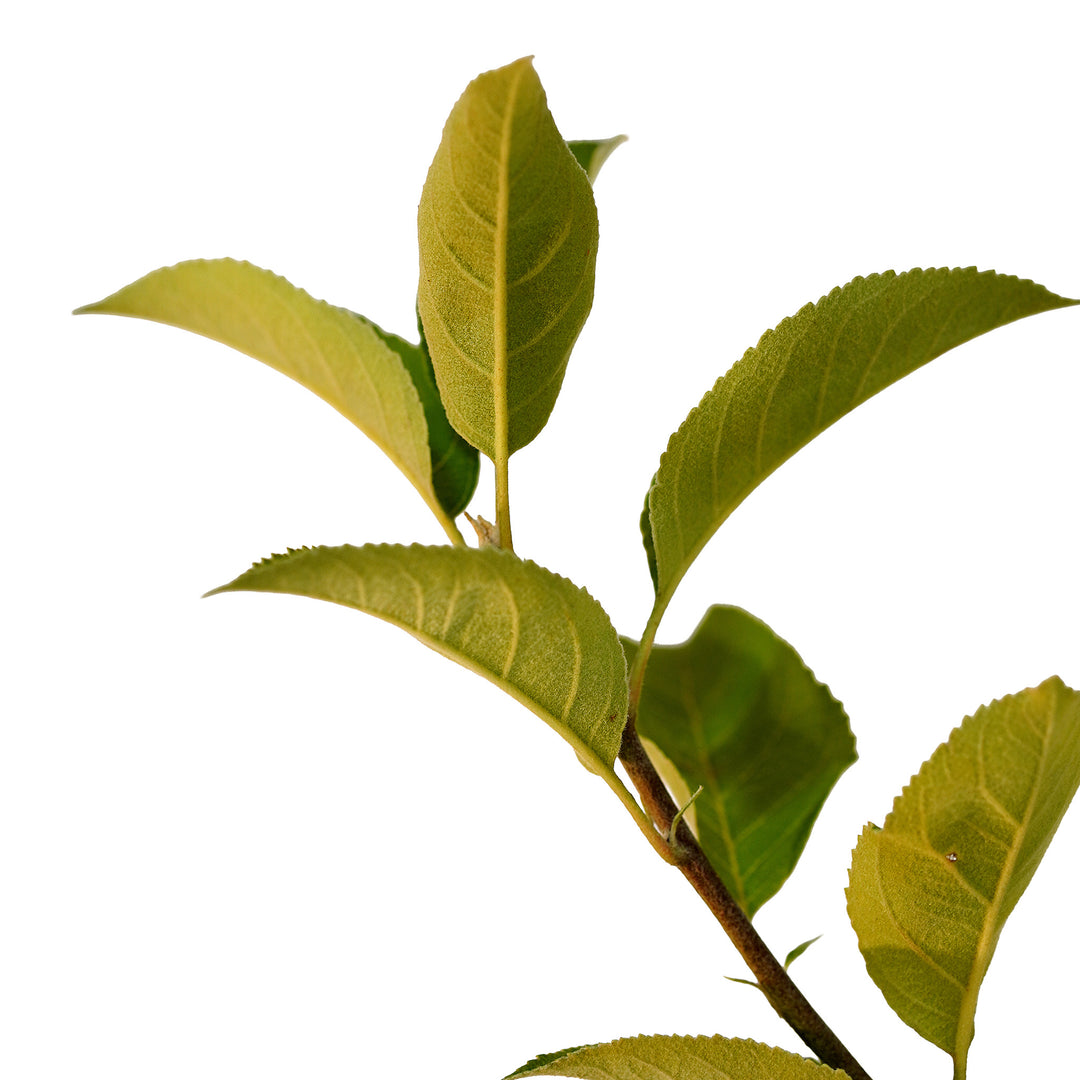 Foliage and branch detail of a container-grown Granny Smith apple