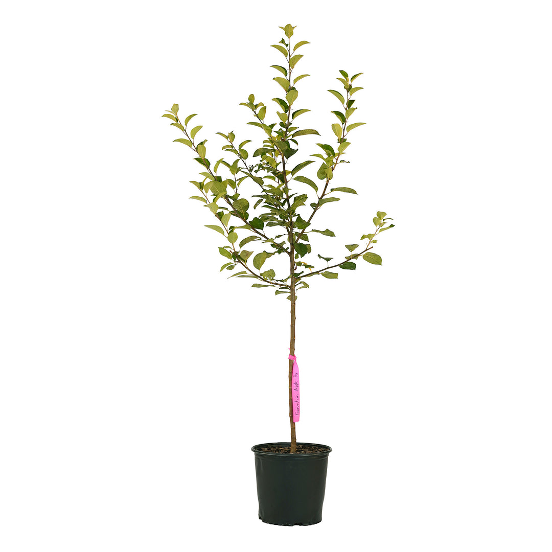Full view of a container-grown Gravenstein apple against a white background