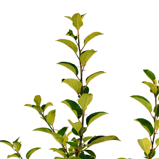 Canopy and branching detail of a container-grown Gravenstein apple