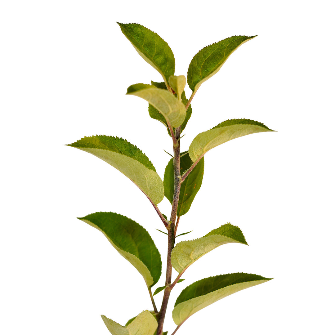 Foliage and branch detail of a container-grown Gravenstein apple