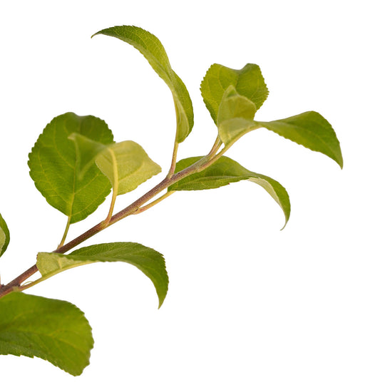 Foliage and branch detail of a container-grown Honeycrisp apple