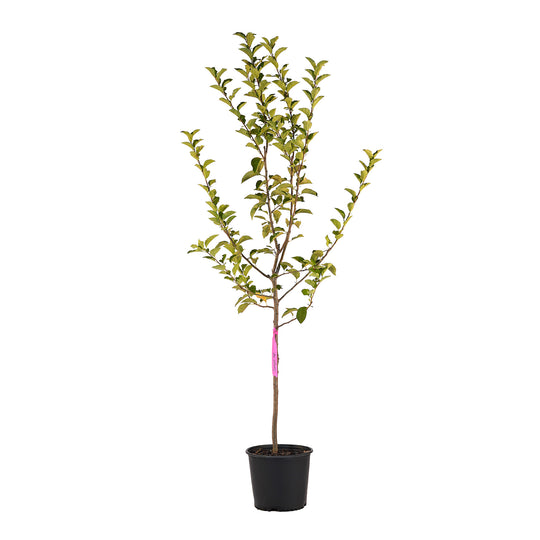 Full view of a container-grown Jonagold apple against a white background