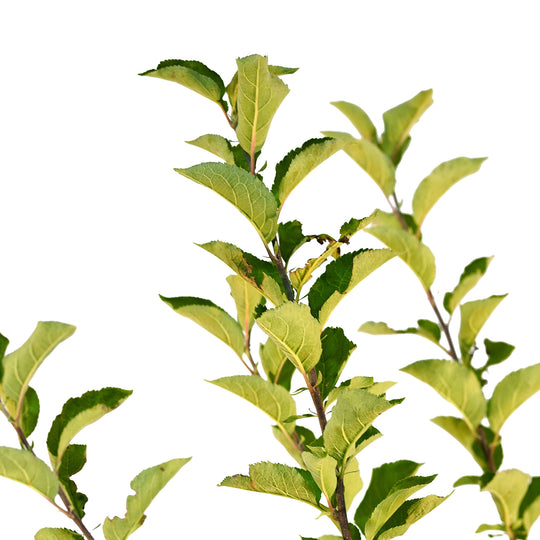 Canopy and branching detail of a container-grown Jonagold apple