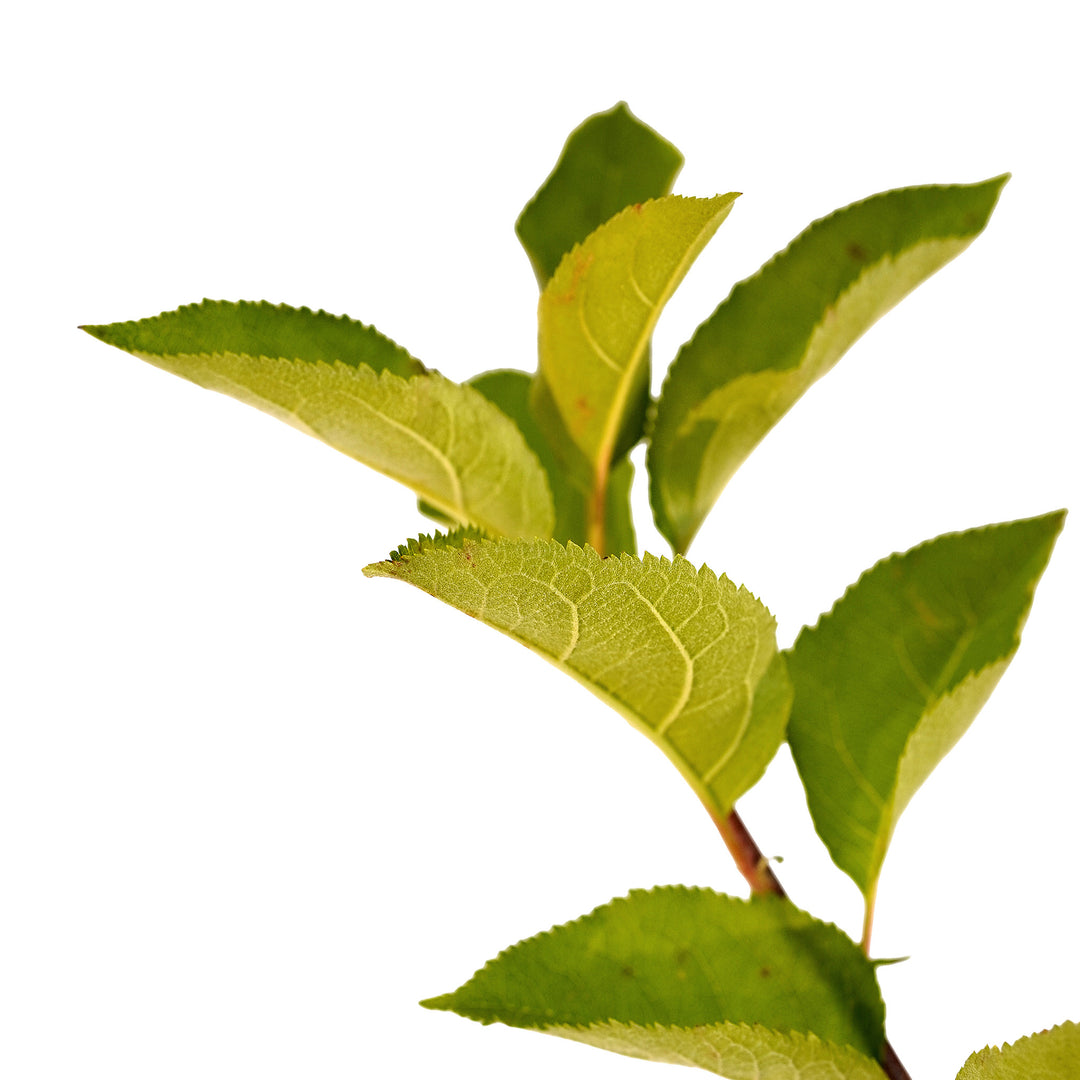 Foliage and branch detail of a container-grown Jonagold apple