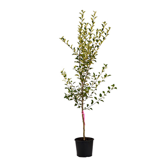 Full view of a container-grown Jonathan apple against a white background