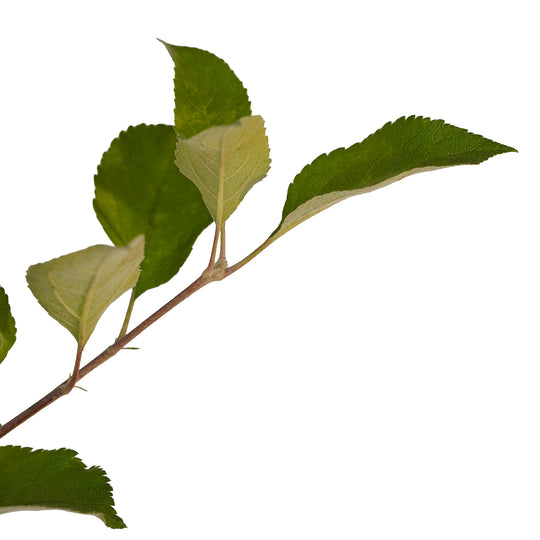 Foliage and branch detail of a container-grown Jonathan apple