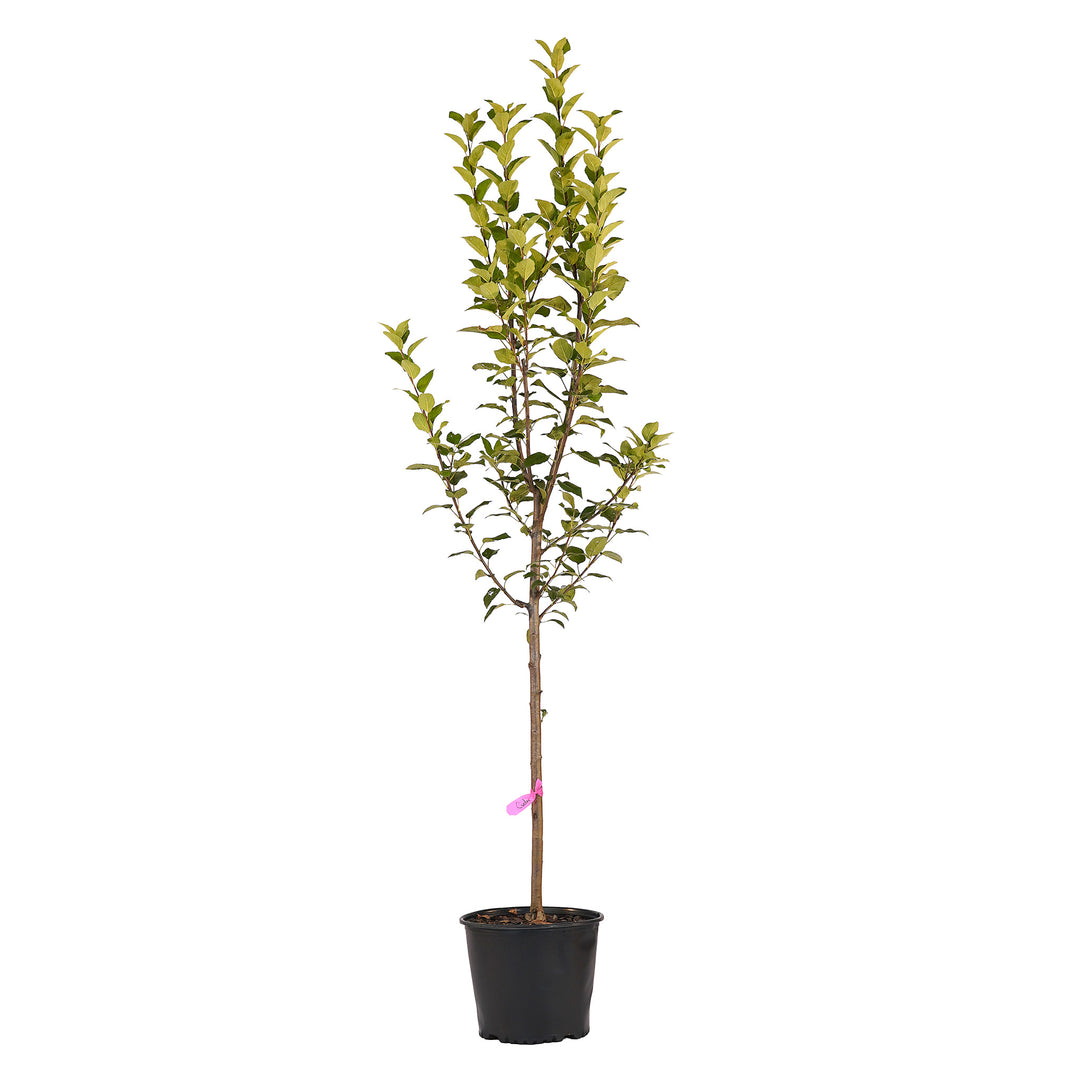 Full view of a container-grown Kudos apple against a white background