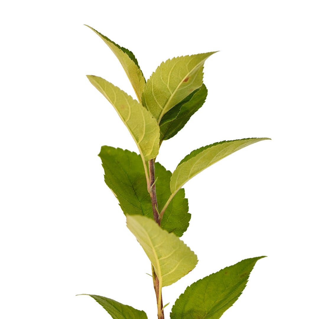 Foliage and branch detail of a container-grown Kudos apple