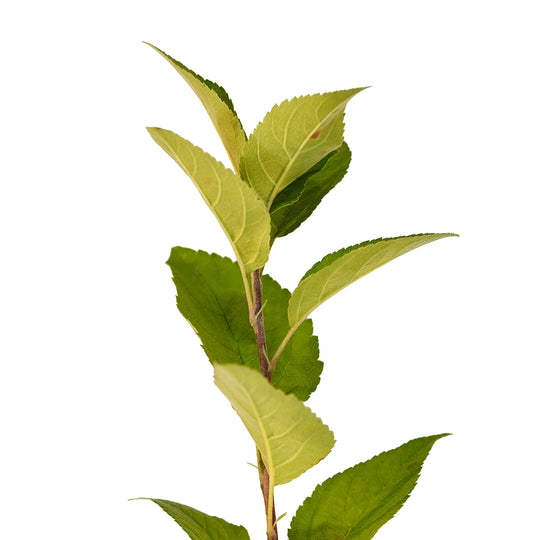 Foliage and branch detail of a container-grown Kudos apple