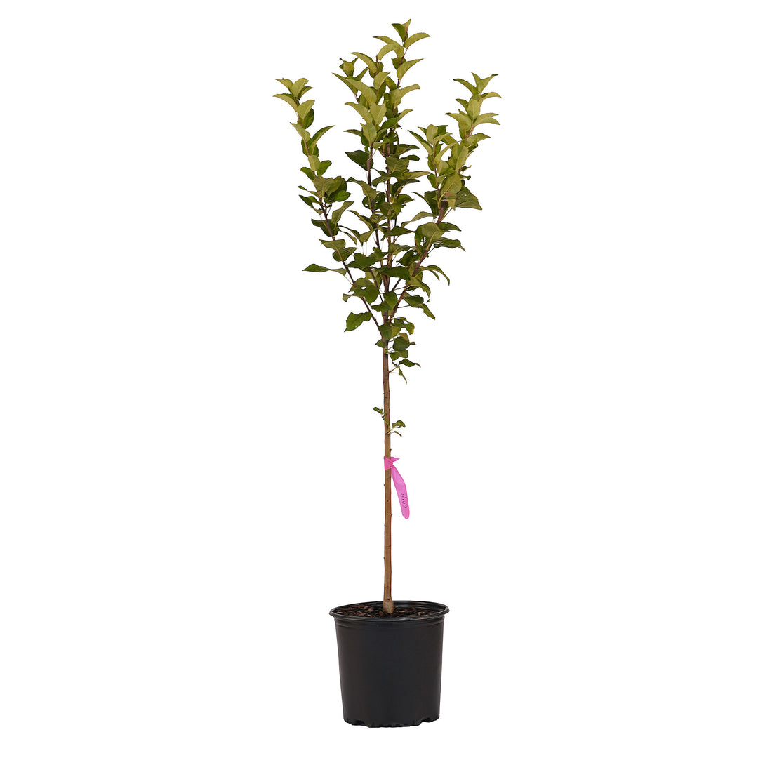 Full view of a container-grown Kudos apple against a white background