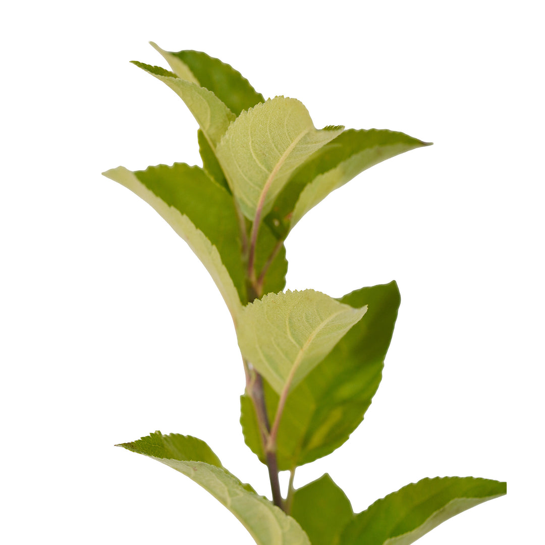 Foliage and branch detail of a container-grown Kudos apple