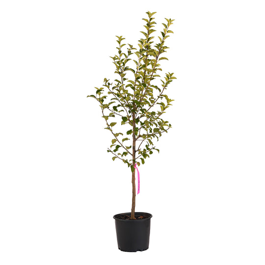 Full view of a container-grown McIntosh apple against a white background