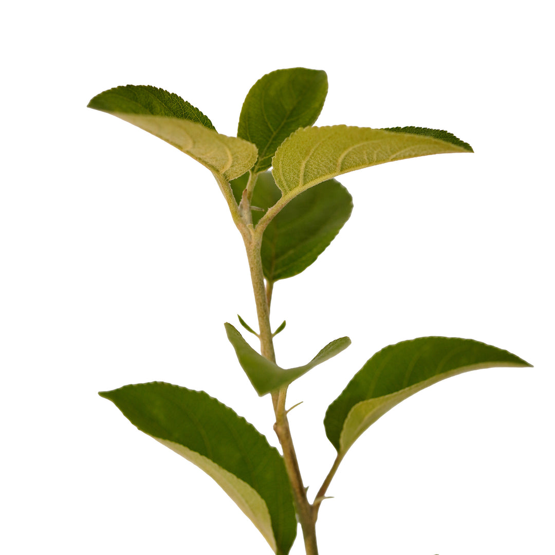 Foliage and branch detail of a container-grown McIntosh apple