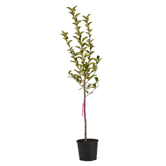 Full view of a container-grown Mutsu apple against a white background