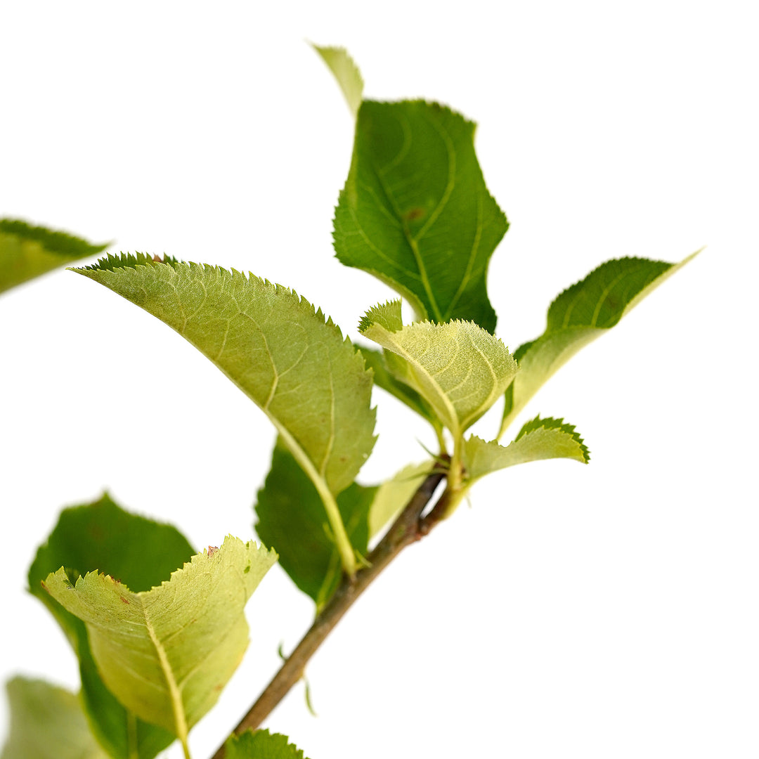 Foliage and branch detail of a container-grown Mutsu apple