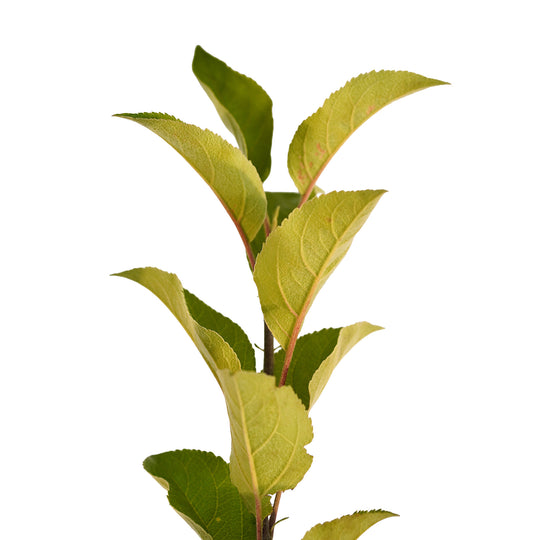 Foliage and branch detail of a container-grown Northern Spy apple